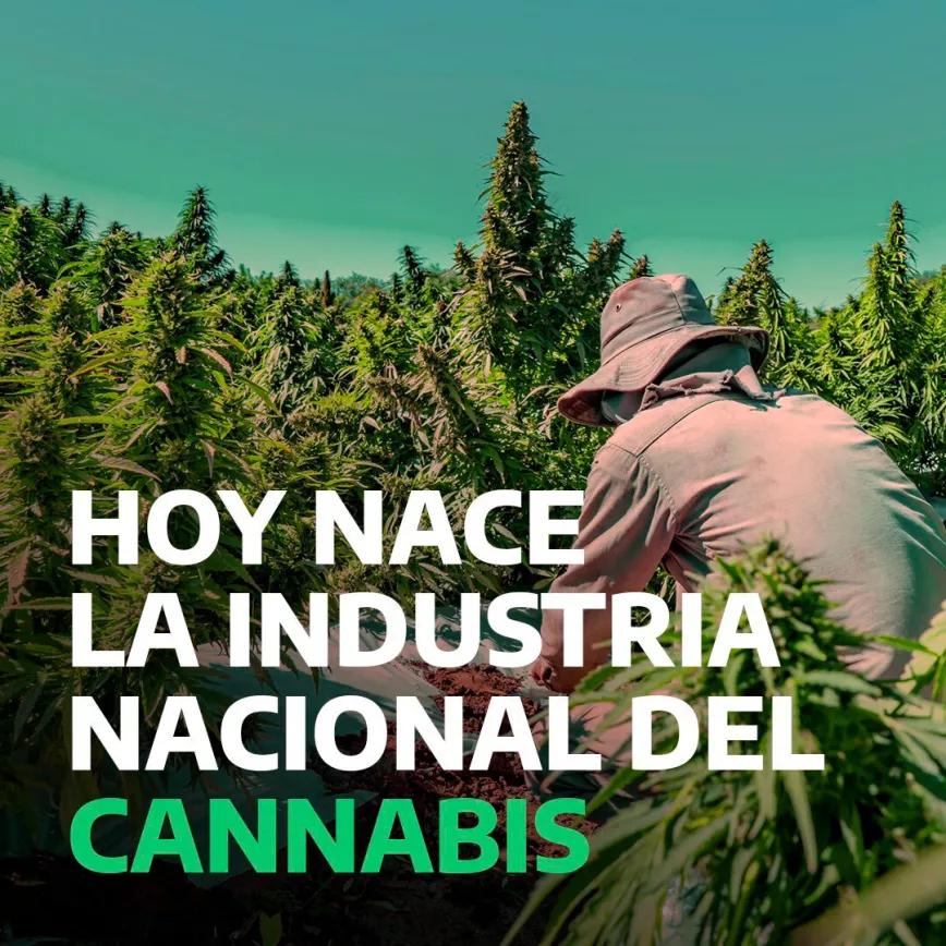 Argentina promulga la ley del cannabis medicinal e industrial