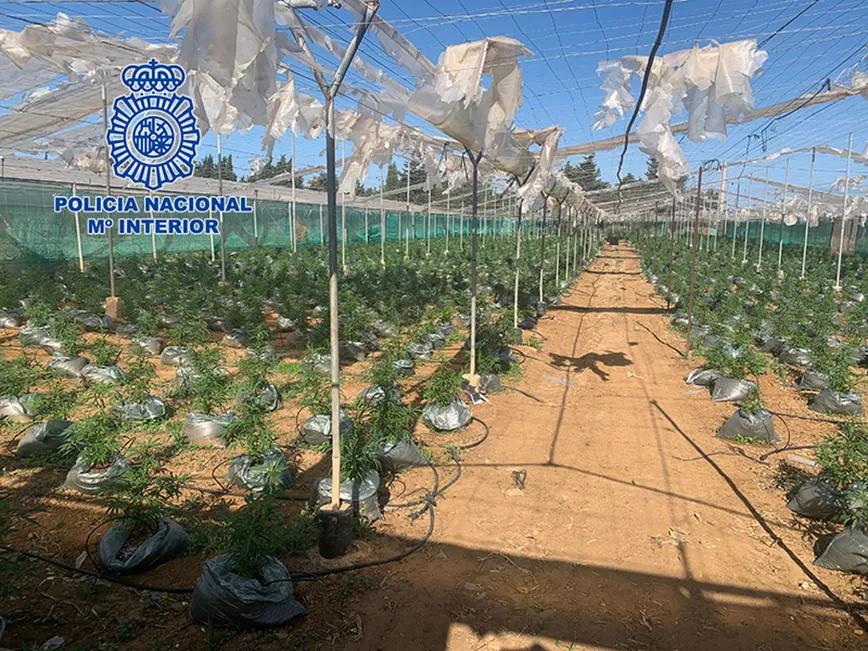 La policía incauta 20.000 plantas en invernaderos de Cádiz  