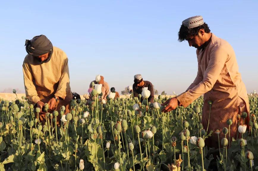 Afganistán inicia la erradicación de cultivos de opio