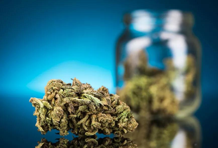 ¿El PP apoya la regulación del cannabis medicinal?
