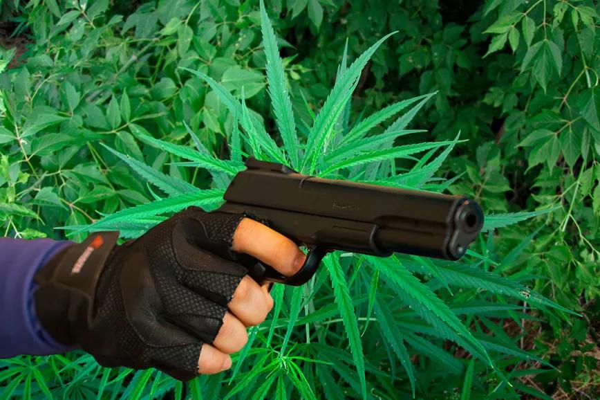 La marihuana ilegal está aumentando la violencia, advierten los Mossos