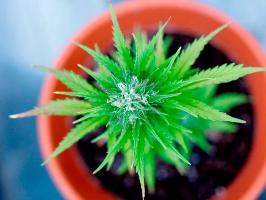 La Corte argentina confirma la legalidad del autocultivo de cannabis medicinal