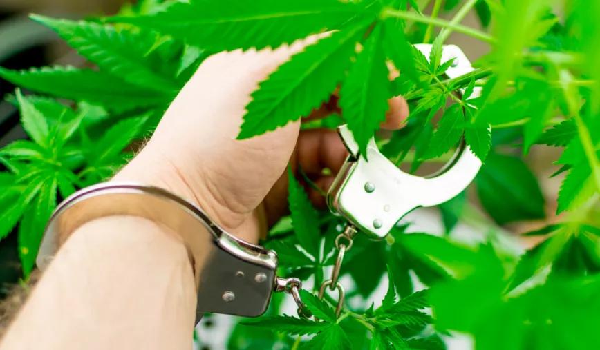 Condenado a un año de cárcel por tres plantas de marihuana 