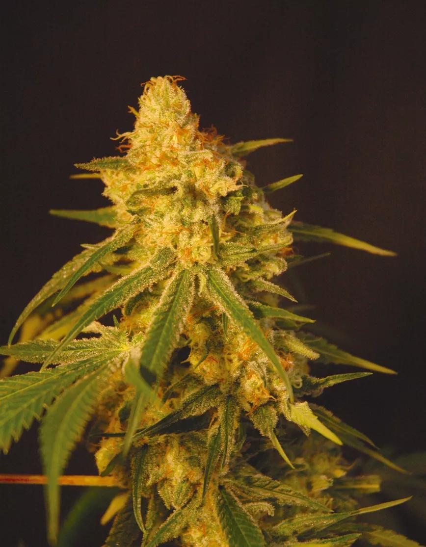El aroma también coloca: los terpenos en el cannabis 