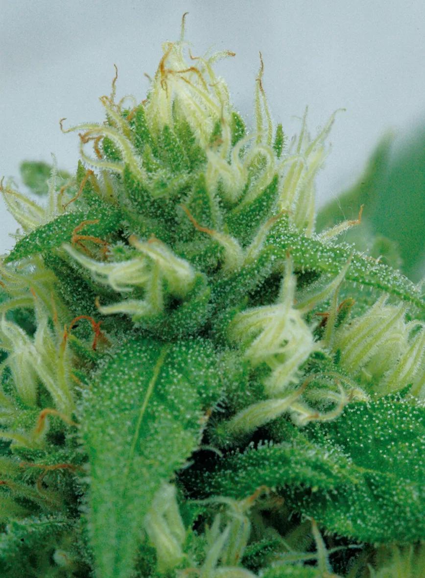 Las glándulas de resina son el laboratorio donde el cannabis produce los cannabinoides y los terpenos. 