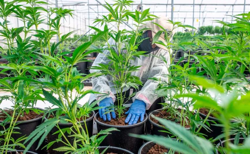 El gigante del cannabis Canopy deshace la compra de la empresa alicantina Cafina