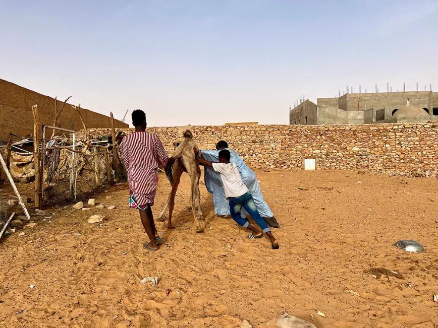 Un porro en Mauritania