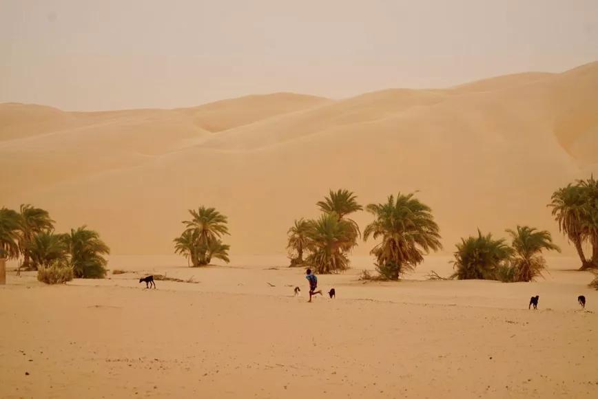 Un porro en Mauritania