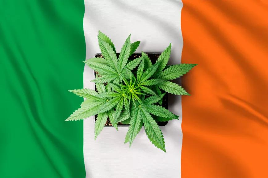 El Parlamento Irlandés votará la legalización del uso adulto de marihuana