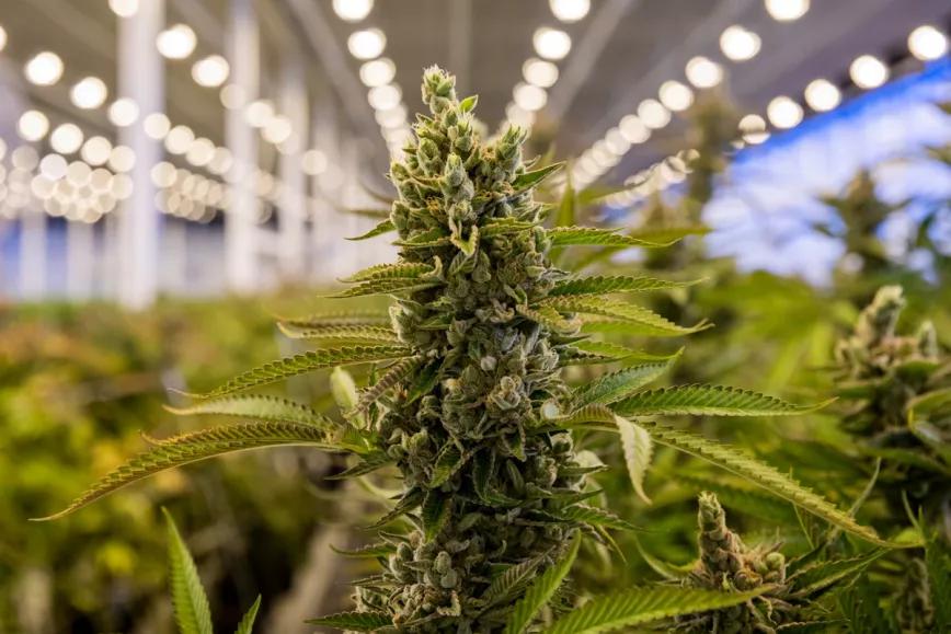 Suiza planea importar cannabis de Canadá para abastecer a consumidores 