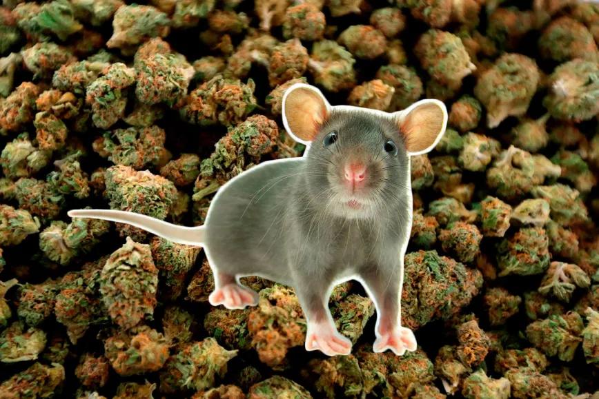 Desaparecen 200 kilos de cannabis en una comisaría y la policía culpa a las ratas