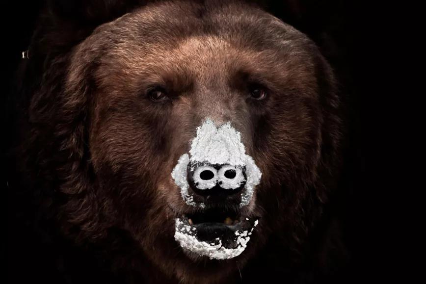 Convierten la historia del oso atiborrado de cocaína en una película  