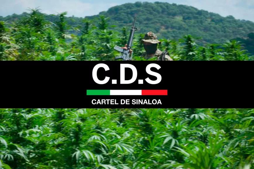 El Cártel de Sinaloa busca oportunidades en la legalización del cannabis 