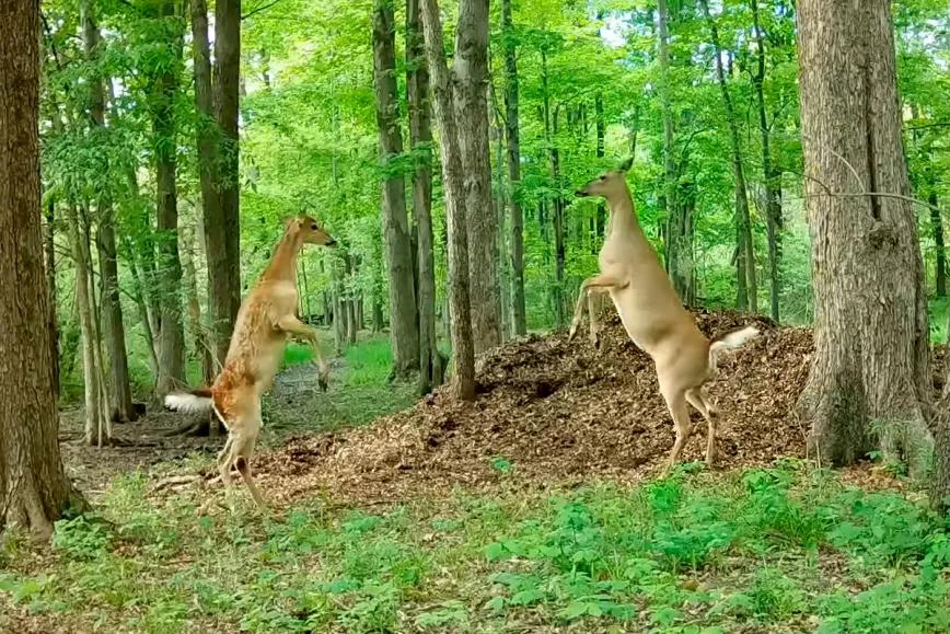 Los ciervos también se colocan… con gas de la risa 