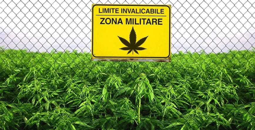 El ejército italiano aumenta la producción de marihuana medicinal