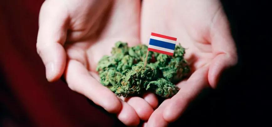 Tailandia trata de controlar la venta de cogollos de marihuana 
