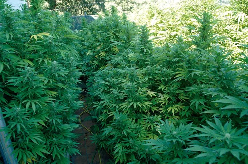 Las raíces del cannabis: el secreto bajo tierra 