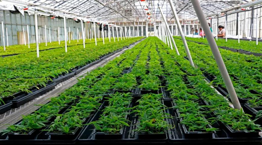 España ya permite el cultivo de marihuana a 21 empresas y entidades