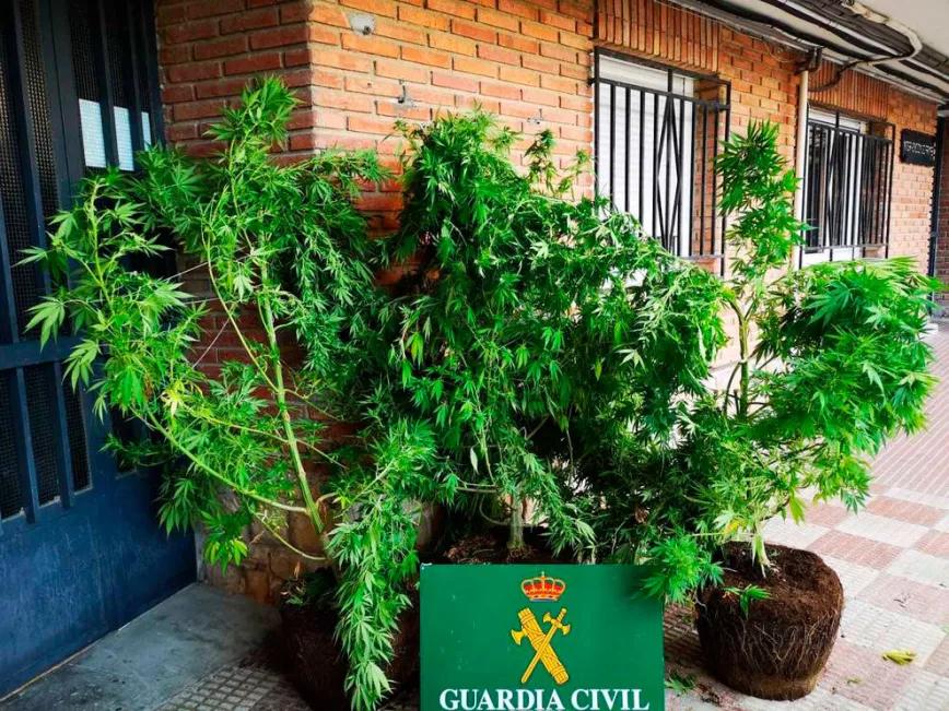 La Audiencia de Navarra absuelve a un cultivador de cannabis