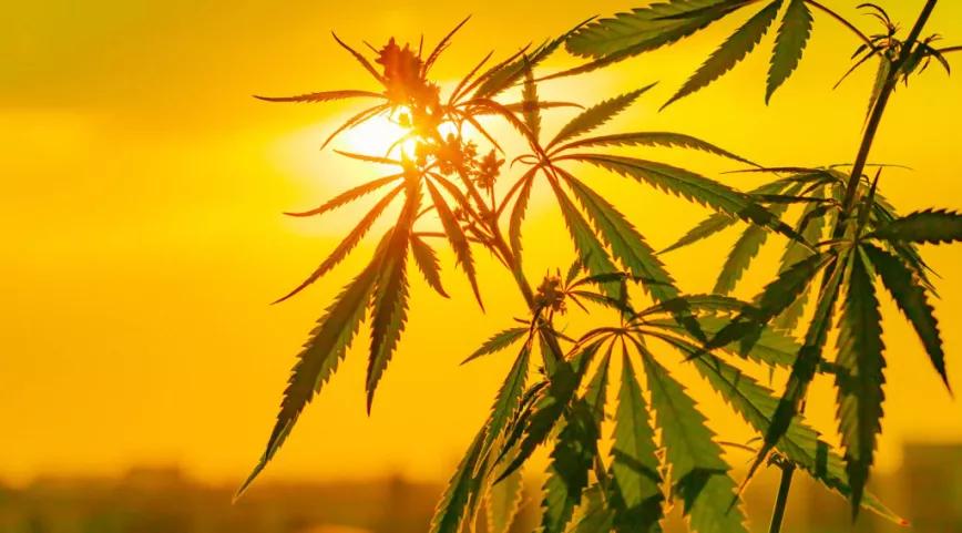 El Congreso aprueba la PNL para regular el cannabis no psicoactivo y el sector del CBD