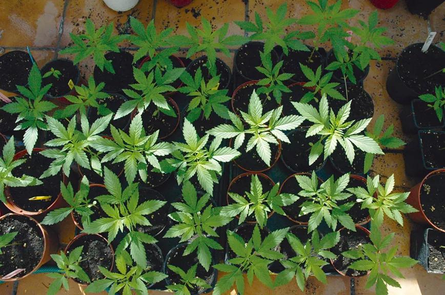 Las plantas pequeñas crecen despacio, pero aceleran conforme ganan tamaño. 