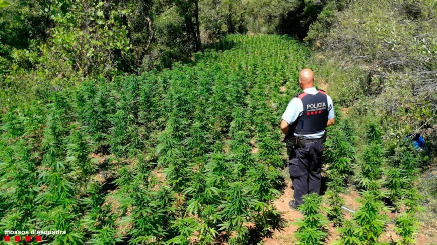 Cataluña incautó más de medio millón de plantas de marihuana en 2022