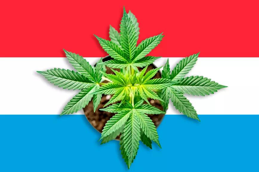 Luxemburgo quiere despenalizar el cannabis antes de las elecciones de octubre 