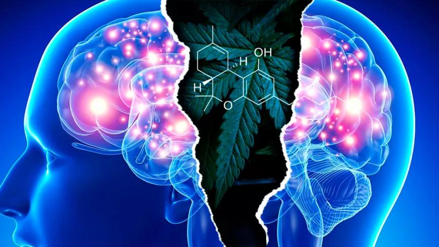El uso intensivo de cannabis aumenta el riesgo de esquizofrenia entre los más jóvenes