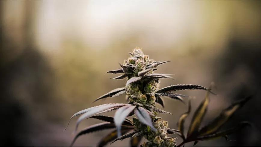 Cogollo de cannabis sativa sano en floración