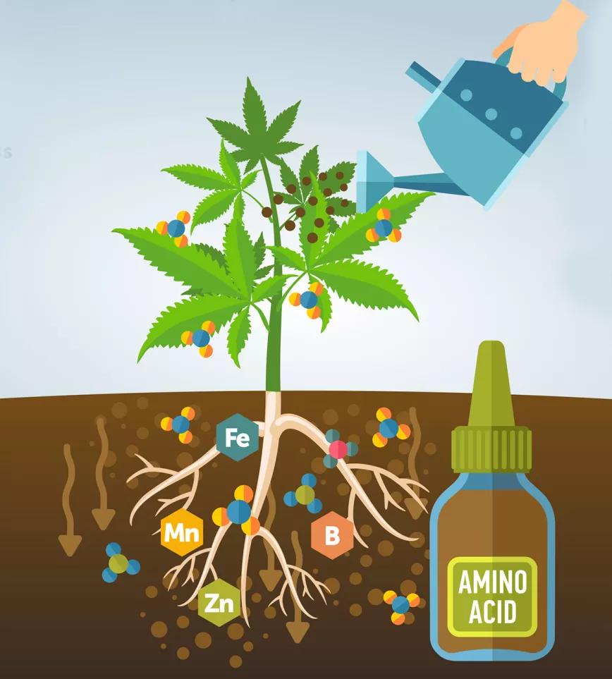 Diferencias entre glúcidos y aminoácidos