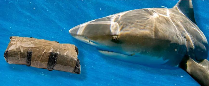 Los tiburones de Florida parecen estar consumiendo la cocaína que los traficantes pierden en el mar