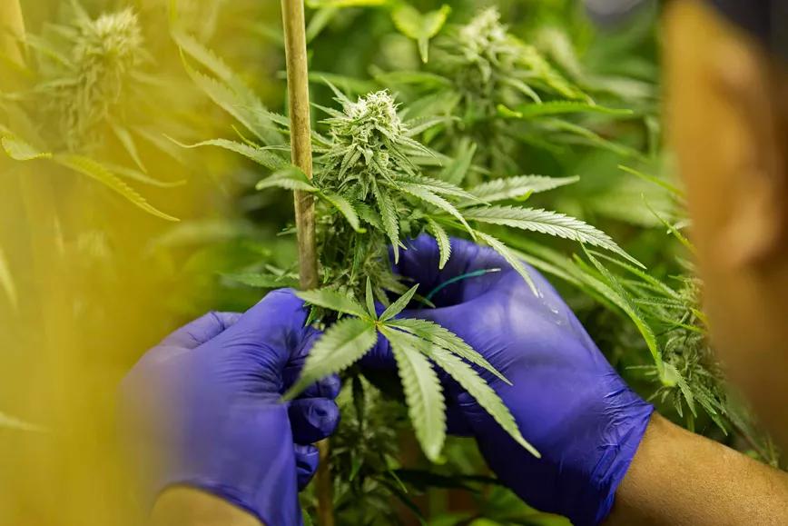 Albania legaliza la producción de cannabis medicinal e industrial