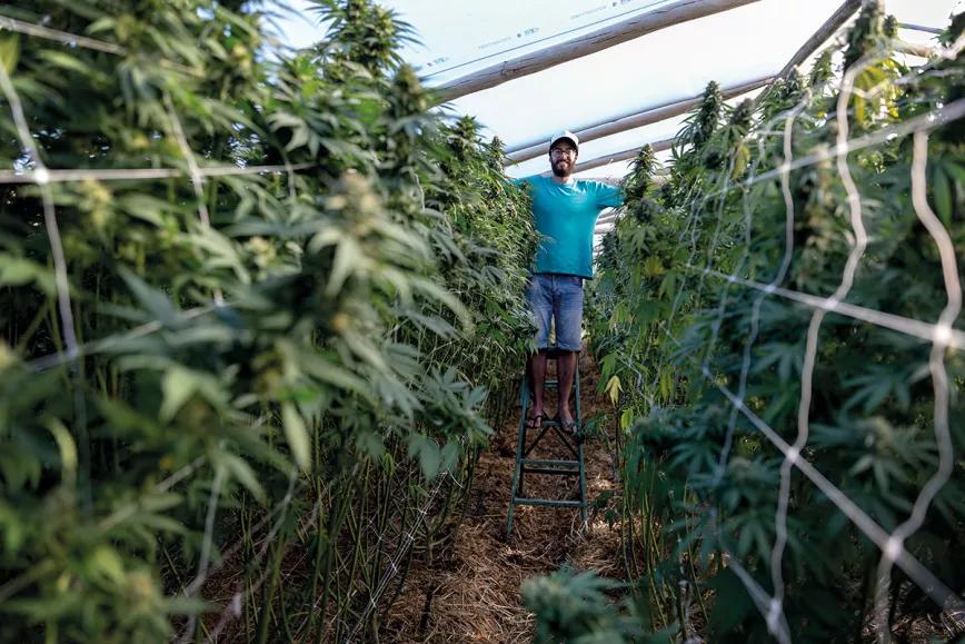 Uruguay: una década de cannabis legal