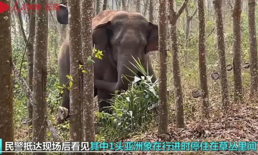 Un elefante salvaje descubre 3 kilos de opio ante la policía en China 