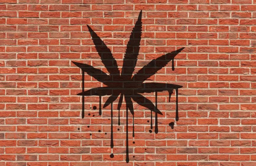 El cannabis y el nuevo gobierno - Editorial Cáñamo 309