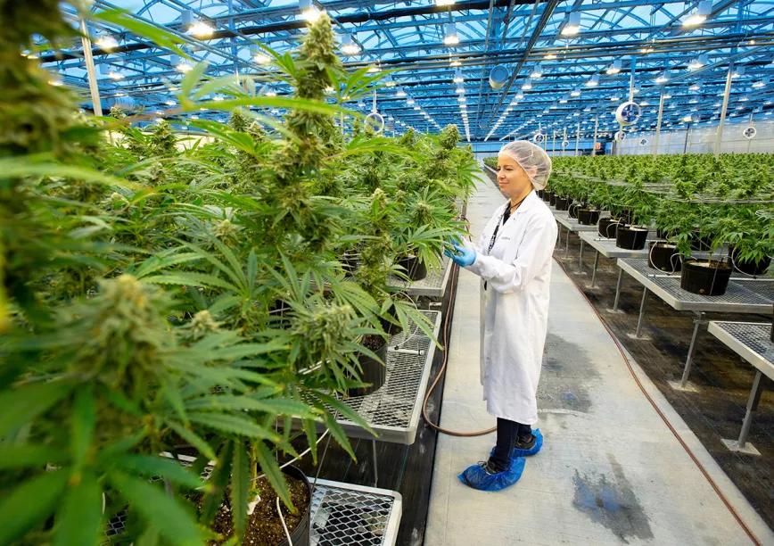 Países Bajos venderá sus primeras marihuanas producidas legalmente en diciembre