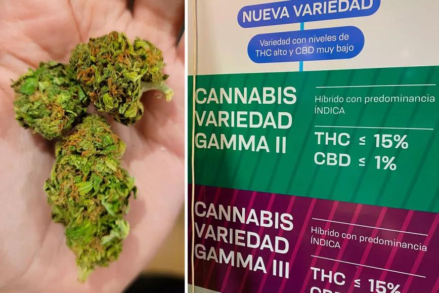 Los uruguayos agotan la variedad de marihuana de mayor potencia 