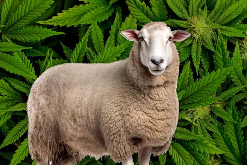 Un rebaño de ovejas devora 100 kilos de marihuana medicinal en Grecia