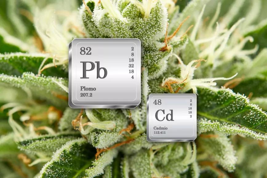 Un estudio relaciona el uso de cannabis con mayores niveles de metales tóxicos en el organismo