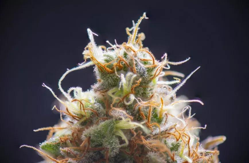 Descubren nuevos compuestos del cannabis que dan el olor característico a cada variedad 