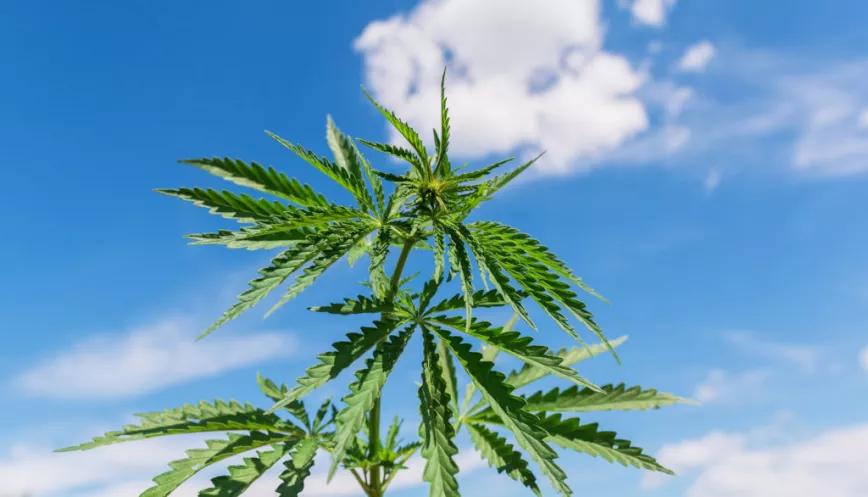 Lepe autoriza un cultivo legal de cannabis para fines medicinales