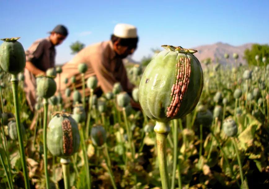 La producción de opio en Afganistán se reduce en un 95%