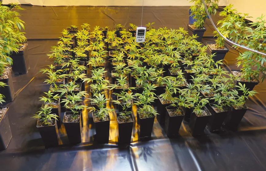 Los tres factores clave del cultivo: iluminación, humedad y temperatura