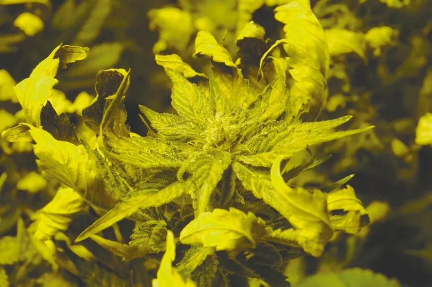 Los tres factores clave del cultivo: iluminación, humedad y temperatura