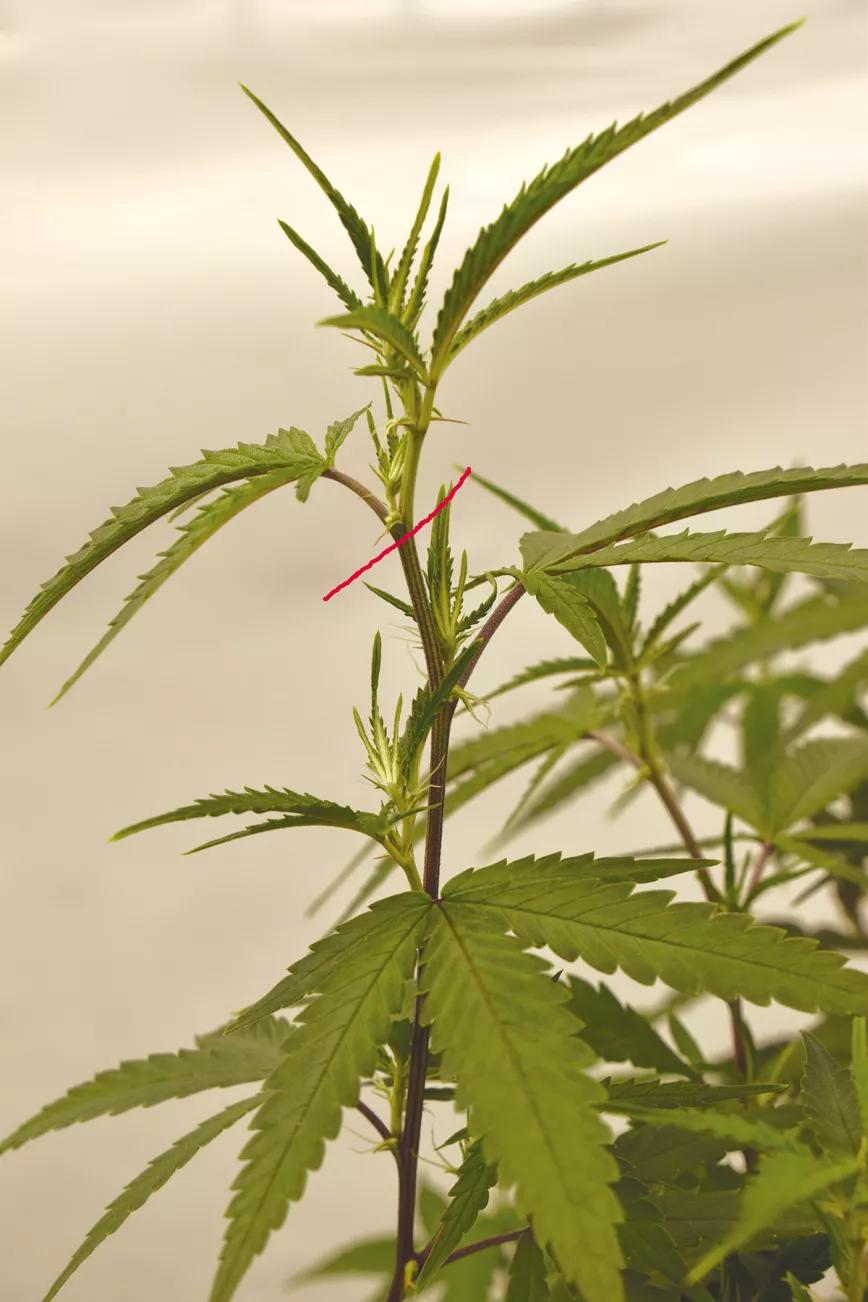 Ocho trucos y técnicas para manejar el tamaño y la forma de las plantas 