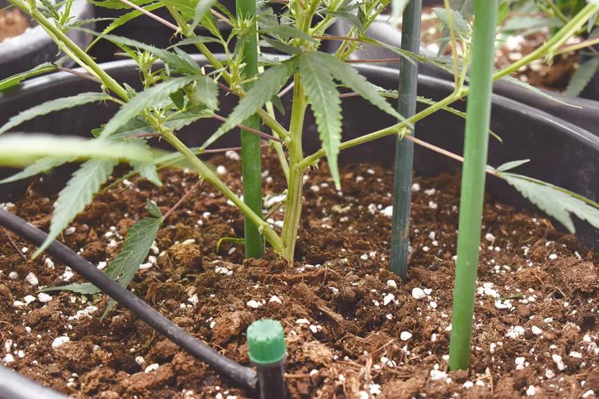 Ocho trucos y técnicas para manejar el tamaño y la forma de las plantas 