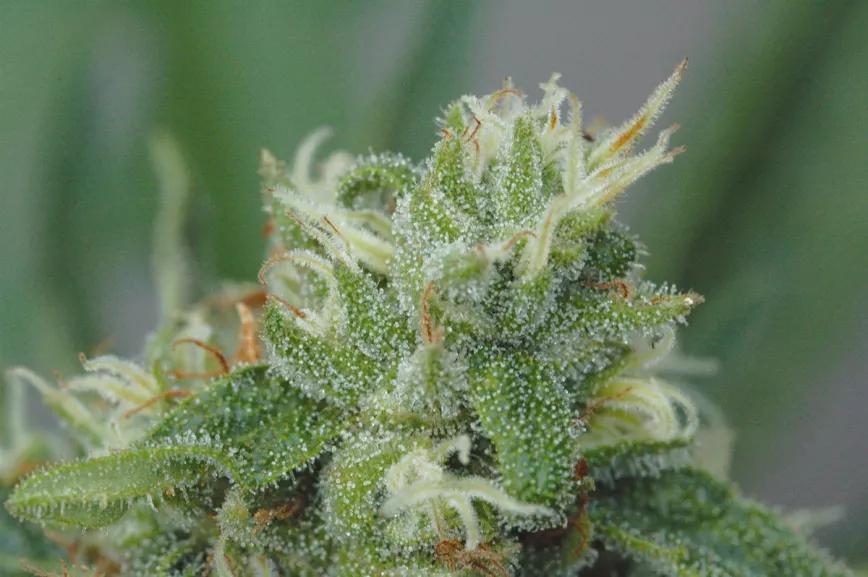 Los metales pesados en el cannabis
