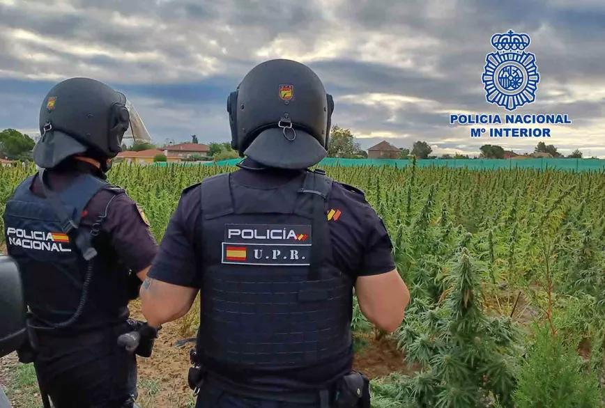 La policía busca refuerzos para desmantelar plantaciones de marihuana en España 
