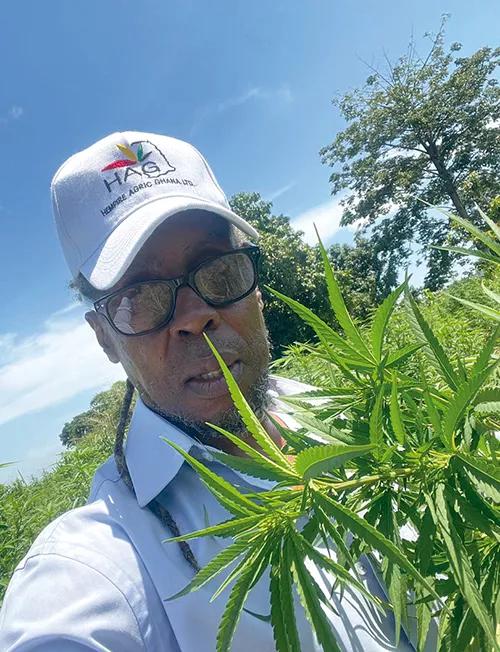 Nana Kwaku en una de las plantaciones de cannabis al este de Ghana.
