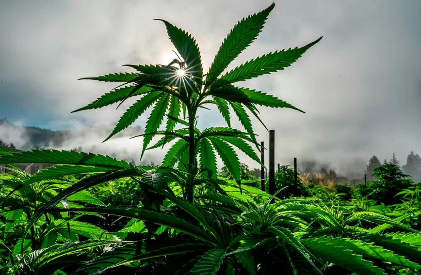 Ghana regula la producción de cannabis de uso industrial